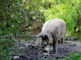 Das große Wollschwein in der Nickelsmühle zog die Aufmerksamkeit