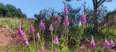 Digitalis am Wegesrand