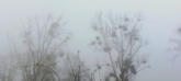 Naturschutzgebiet in dichtem Nebel