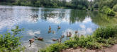 Gänse (keine Enten) am Grudwiesensee